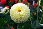 Dahlia 03 - s